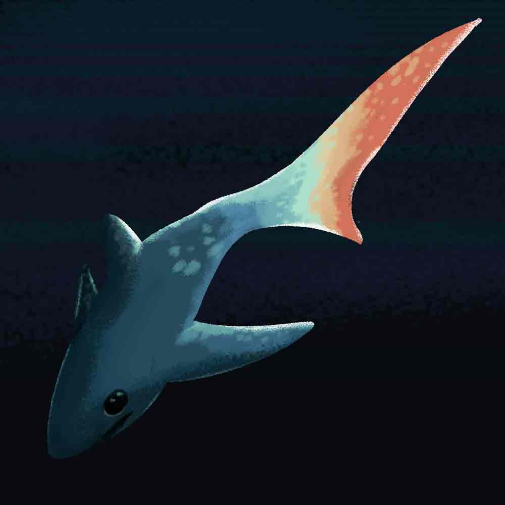 Pelagic Thresher