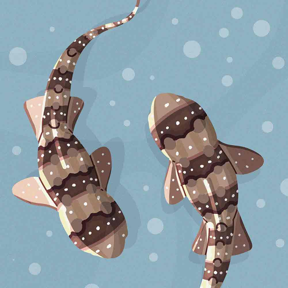 Whitespotted bambooshark THREAT LEVEL:NEAR THREATENED