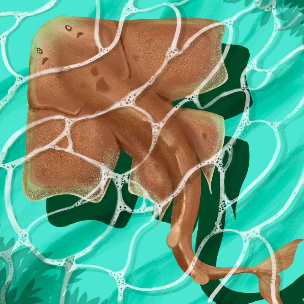 Japanese Angel Shark